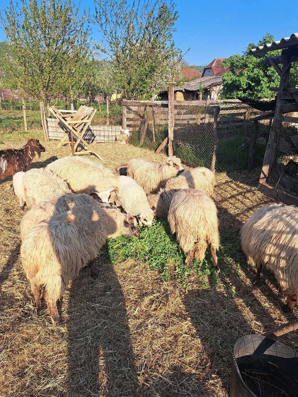 vand oi si un berbec