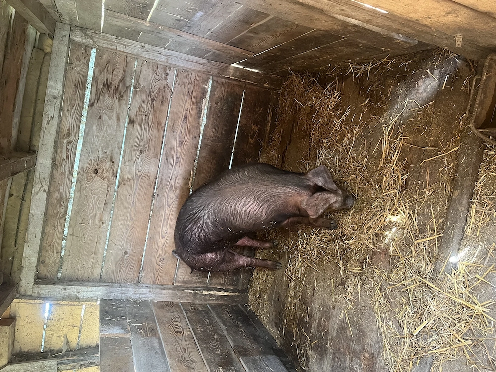 Scrofita Duroc 130 kg