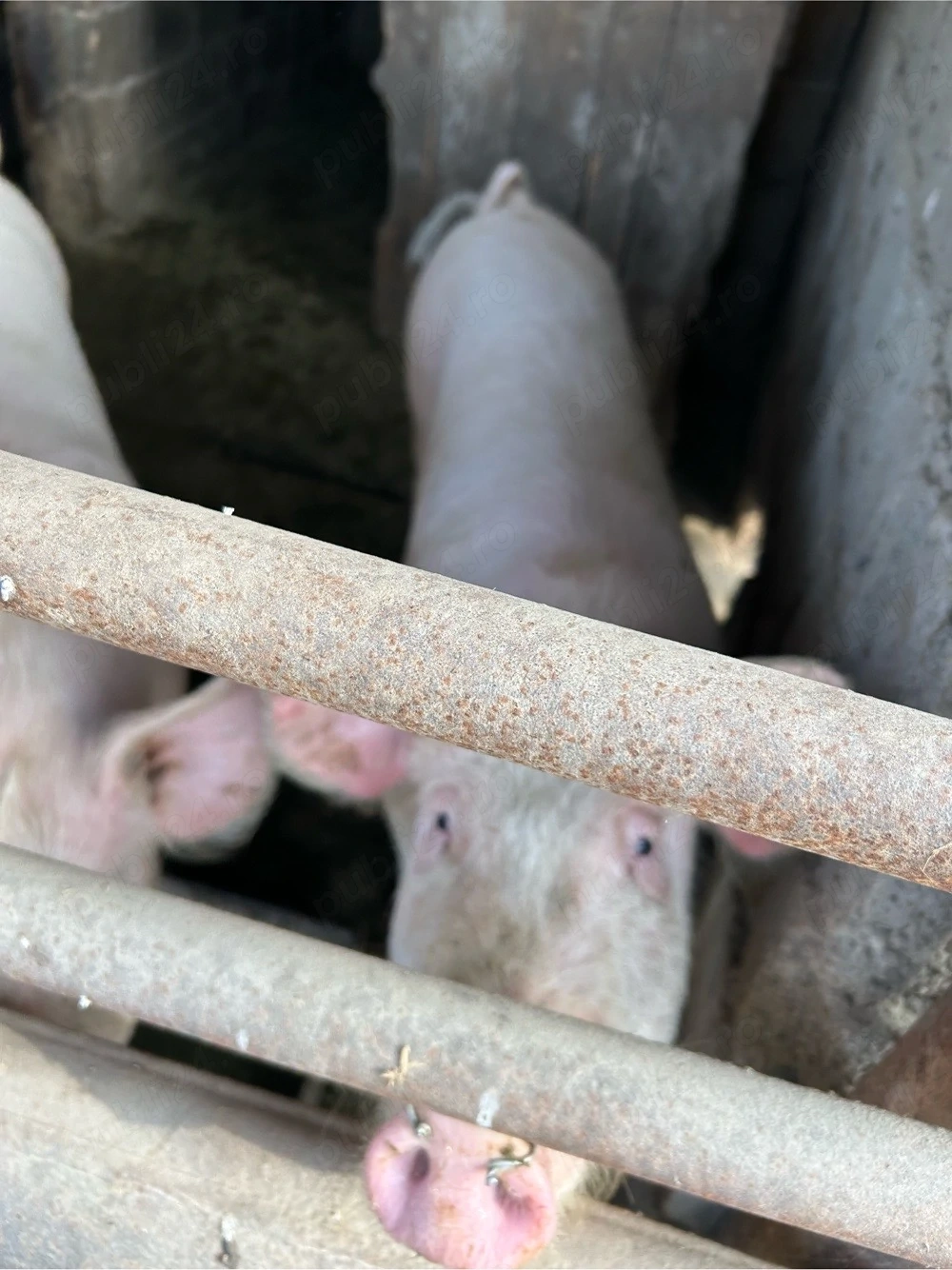 Vând porci rasa landras 2 de 110kg și alți 2 de 100 kg