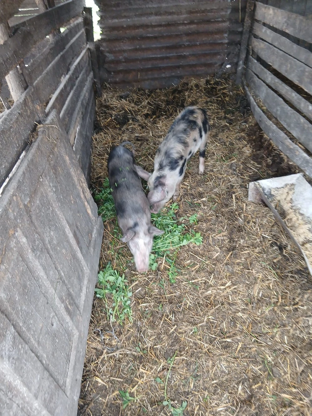 De Vânzare 2 bucăți 30 35 kg una vacinați 