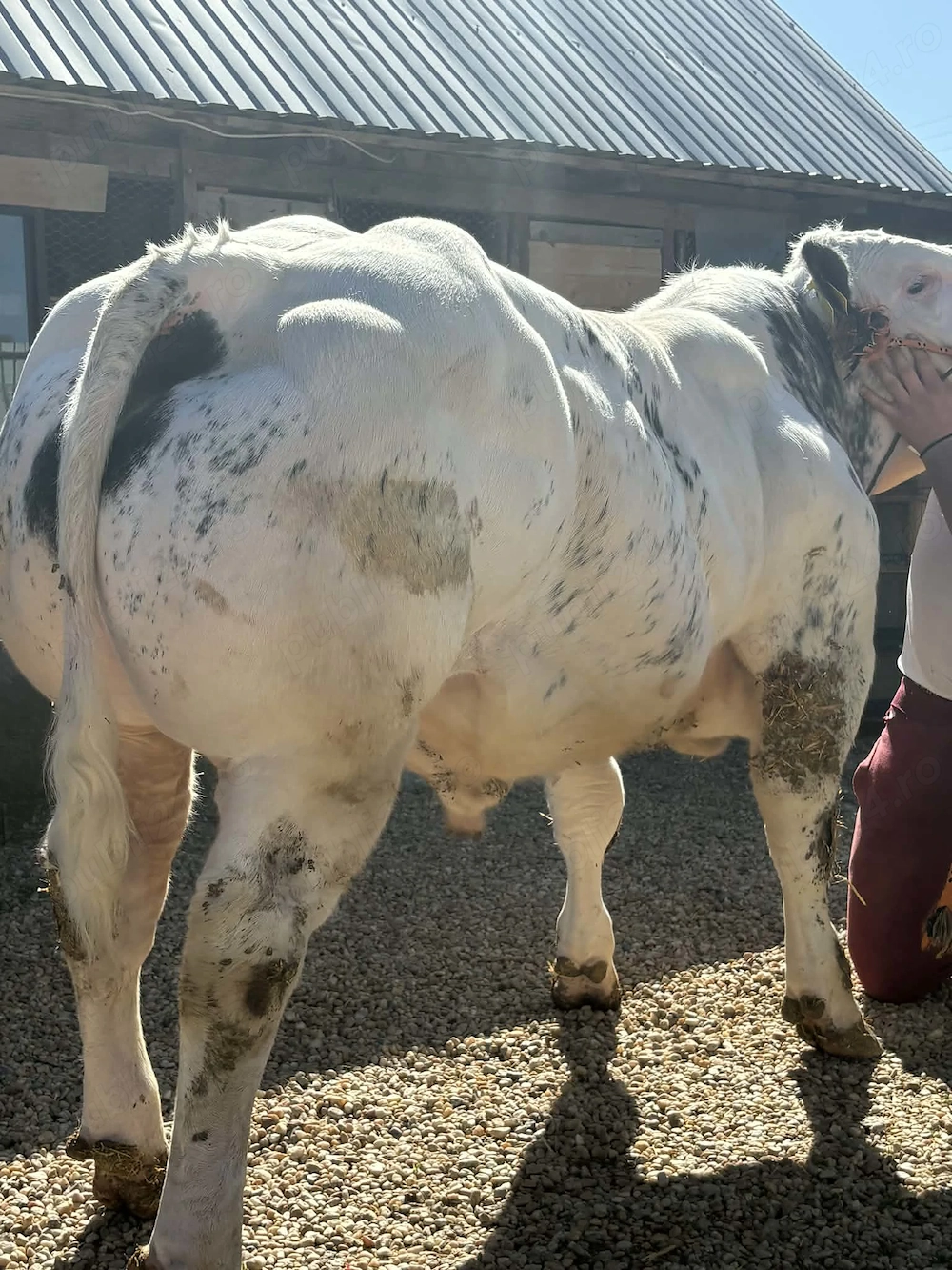 Vând Mascul Belgian 75%