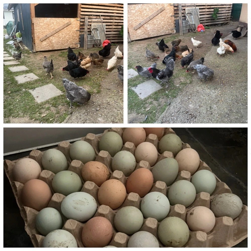 vand pui de gaina de 1 zi si de 7 zile de la gaini Curcubeu