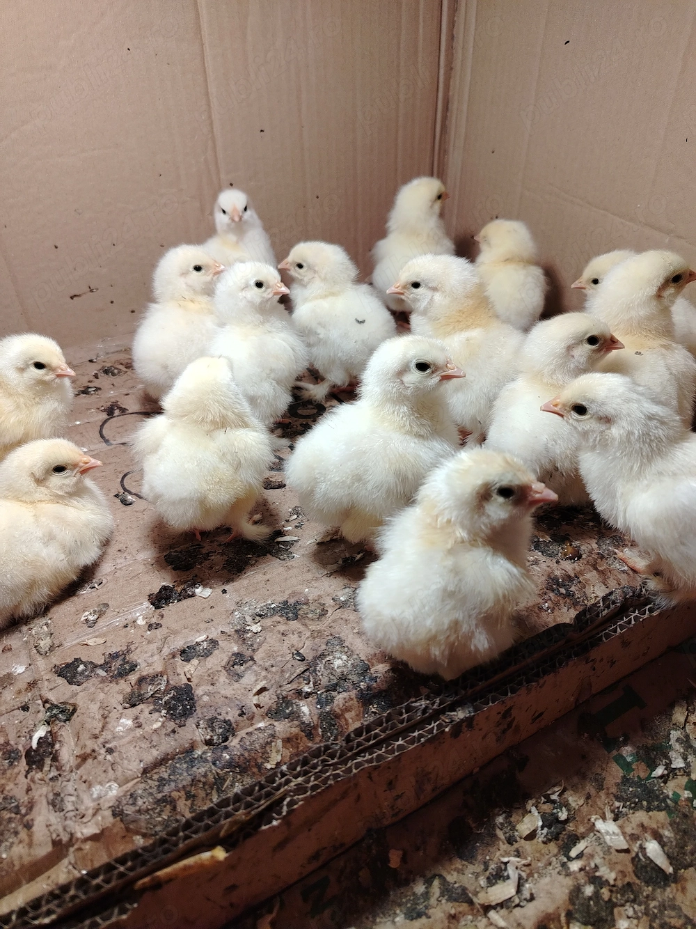 Puișori de găină Brahma herminat deschis. 