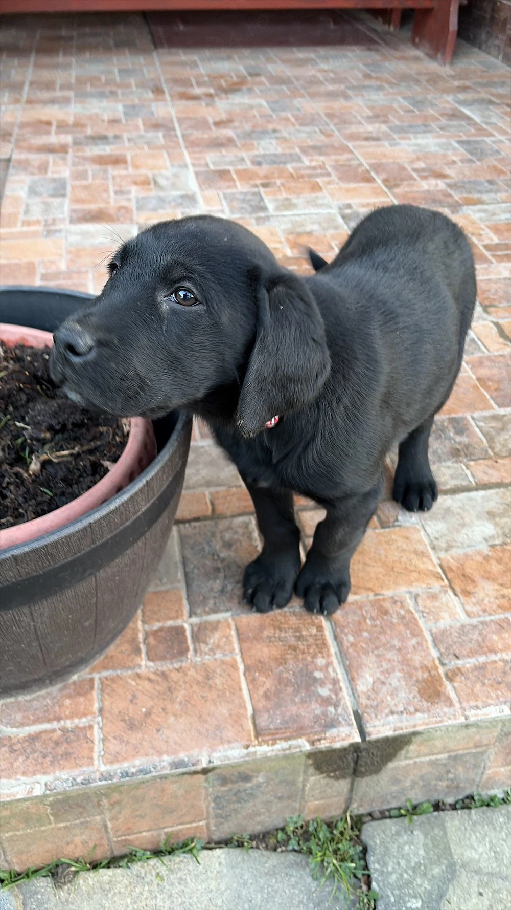Labrador mascul, 4 luni