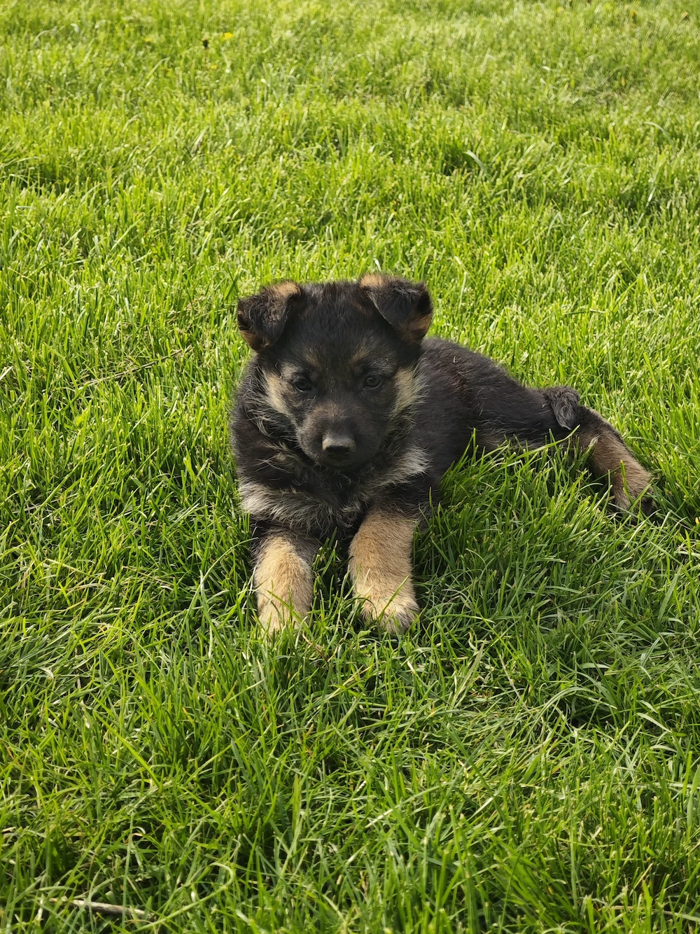 Vand pui de ciobanesc german, femele