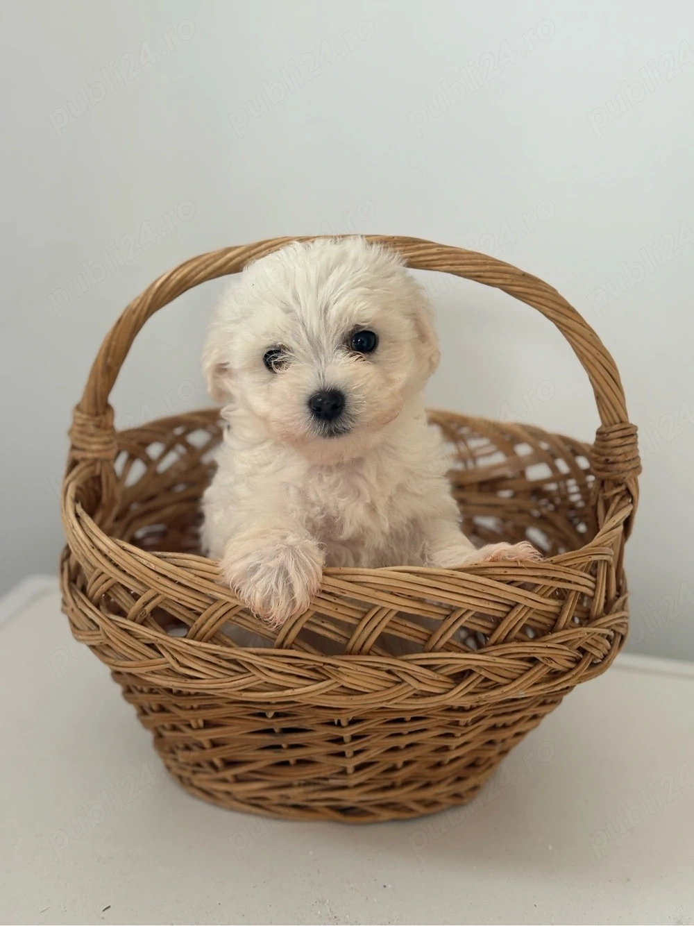 Bichon Maltez Fetita 