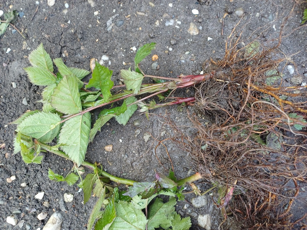 Vand muri, 2 lei butas, tel.  