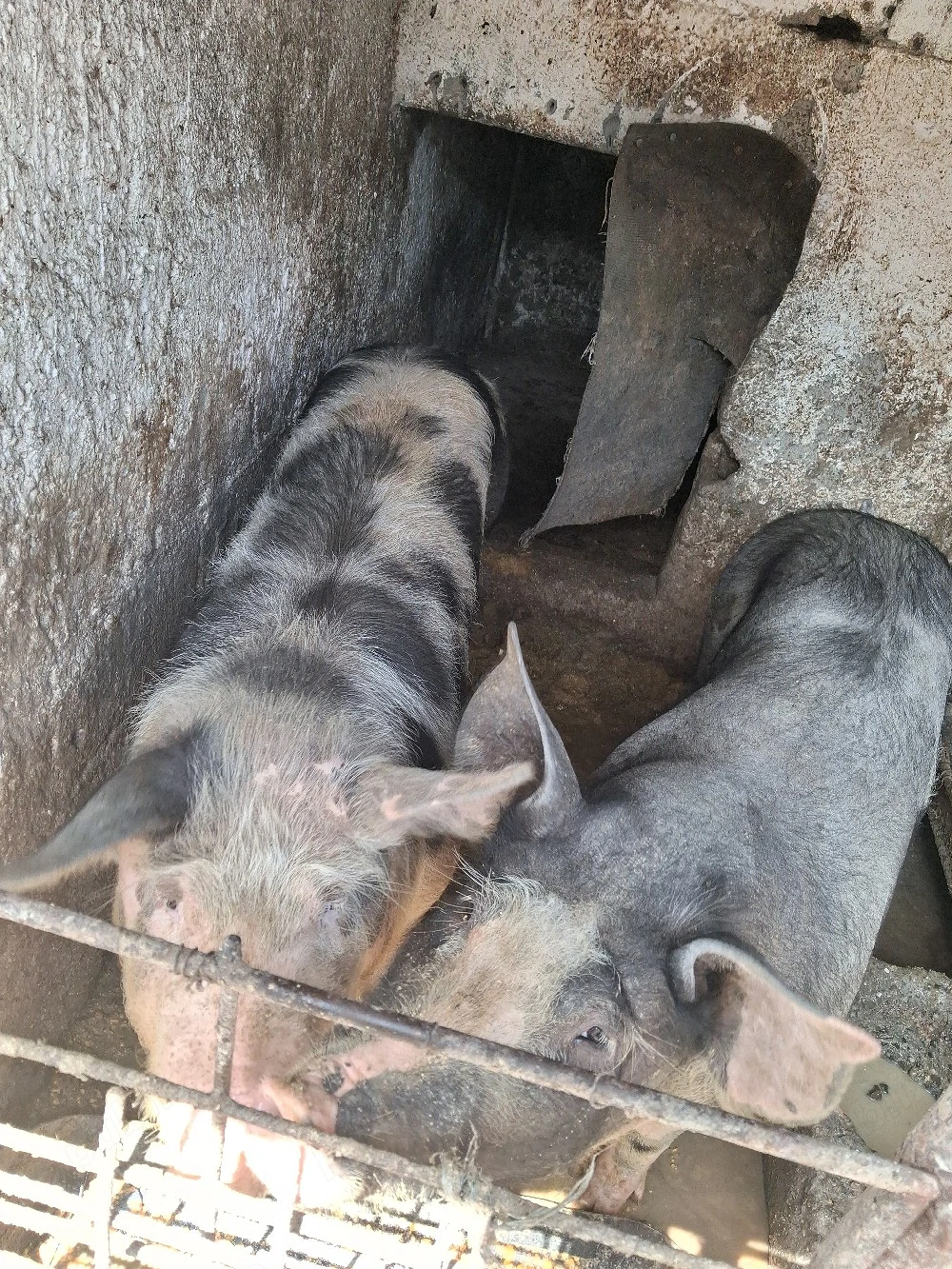 Vand porci 