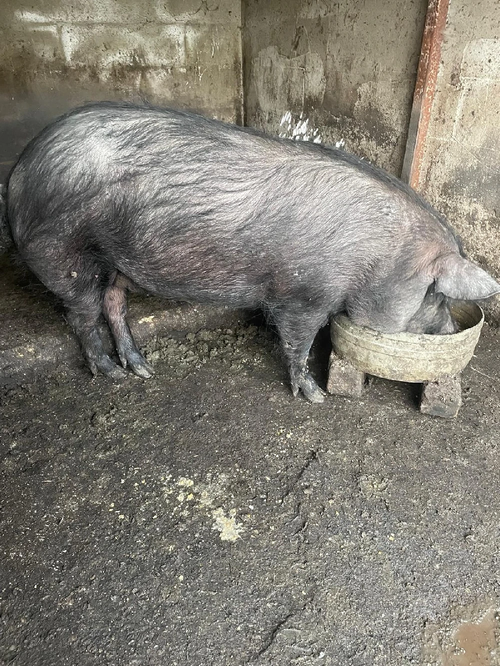  Vand purcea mangalita cu bazna