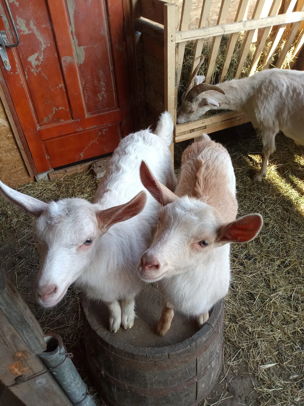 Ied si ieduta rasa Sannen