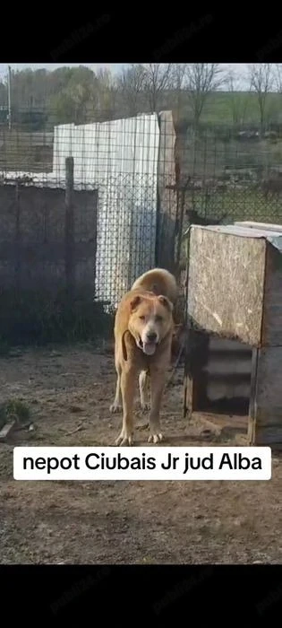 Vând volkodav nepot Ciubais Jr 