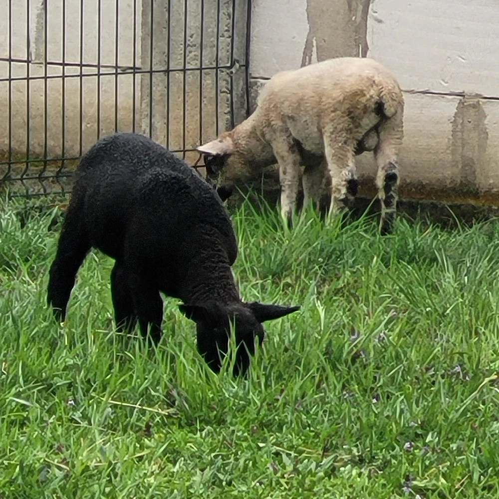 oaie texel cu 2 berbecuti