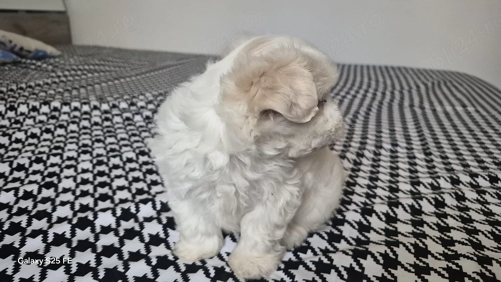 vand Bichon Maltez mini