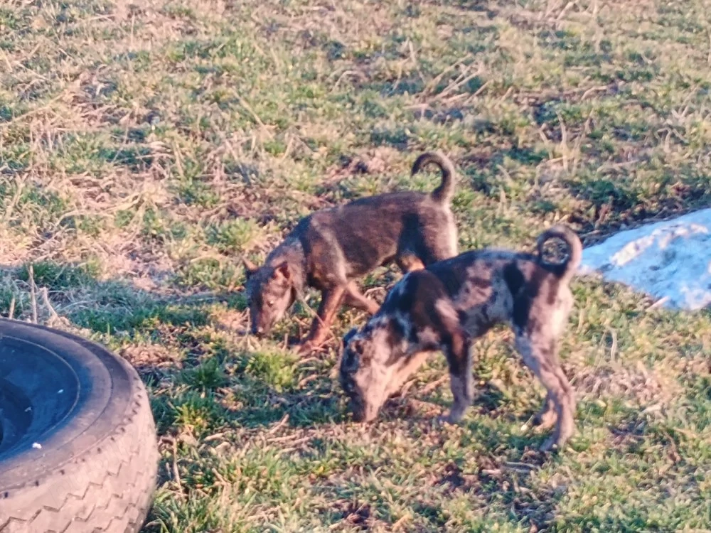 Căței de întors ungurești 