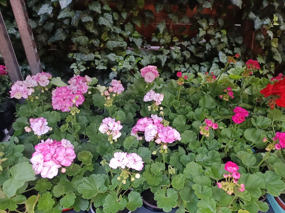 Angajez Vânzătoare Florarie în Buzau