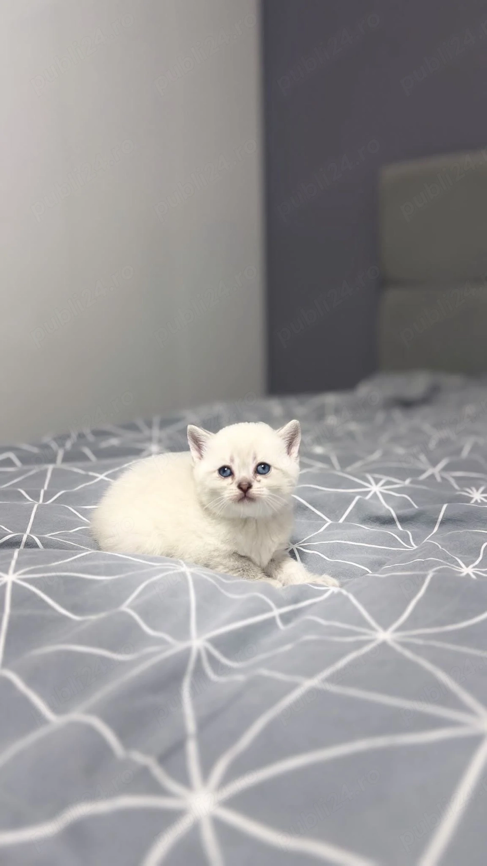 Pui de british short hair