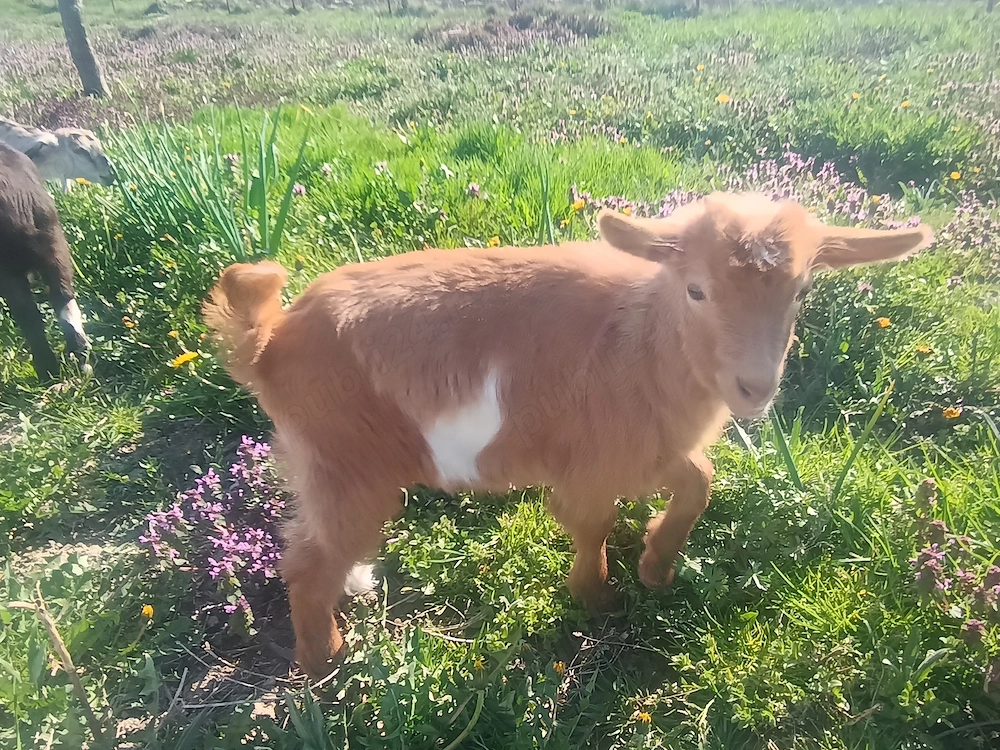 Iedute de vânzare,metis alpin francez cu saanen 