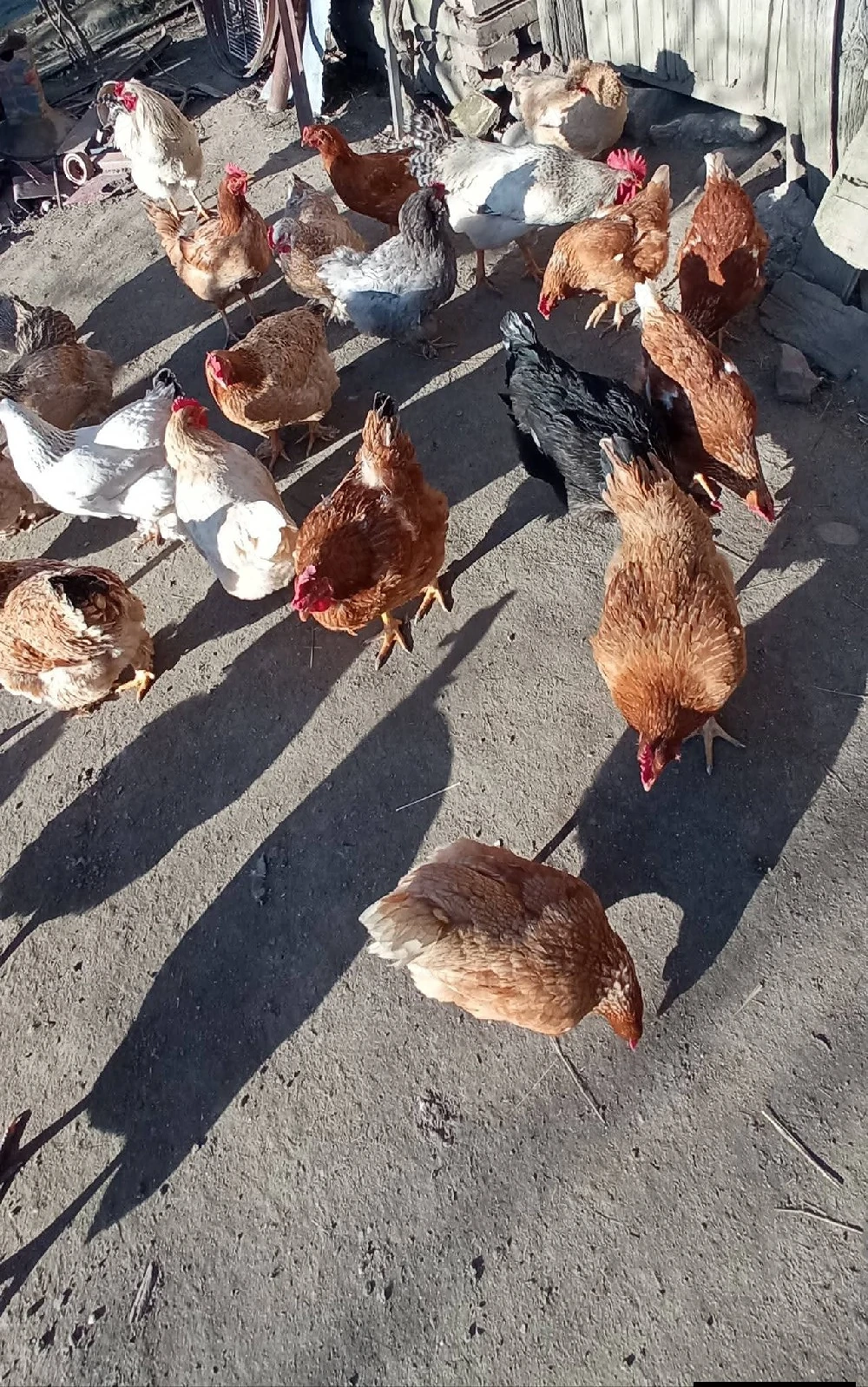 Găini țărănești 