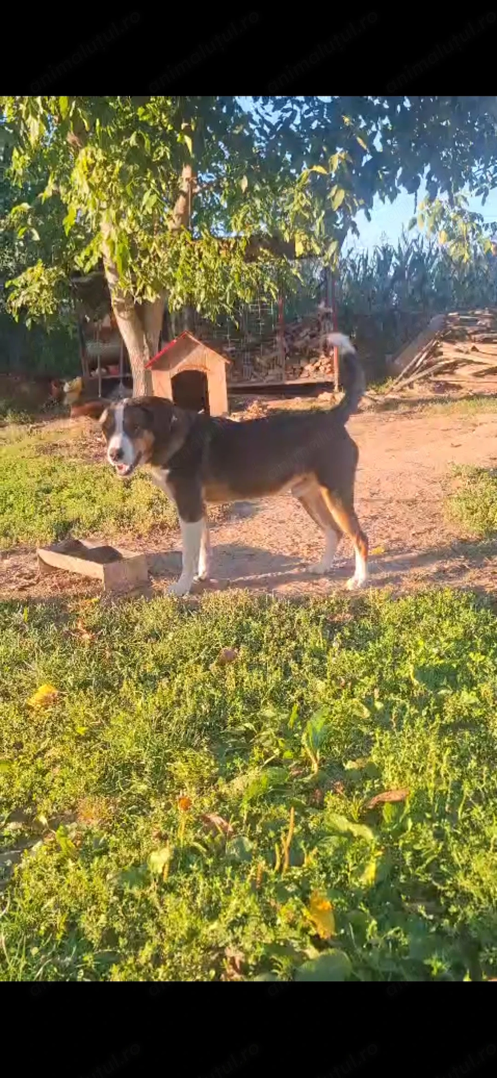 Donez mascul de 1an si 8 luni