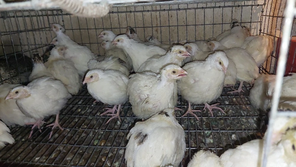 prepelite si oua de prepelita 