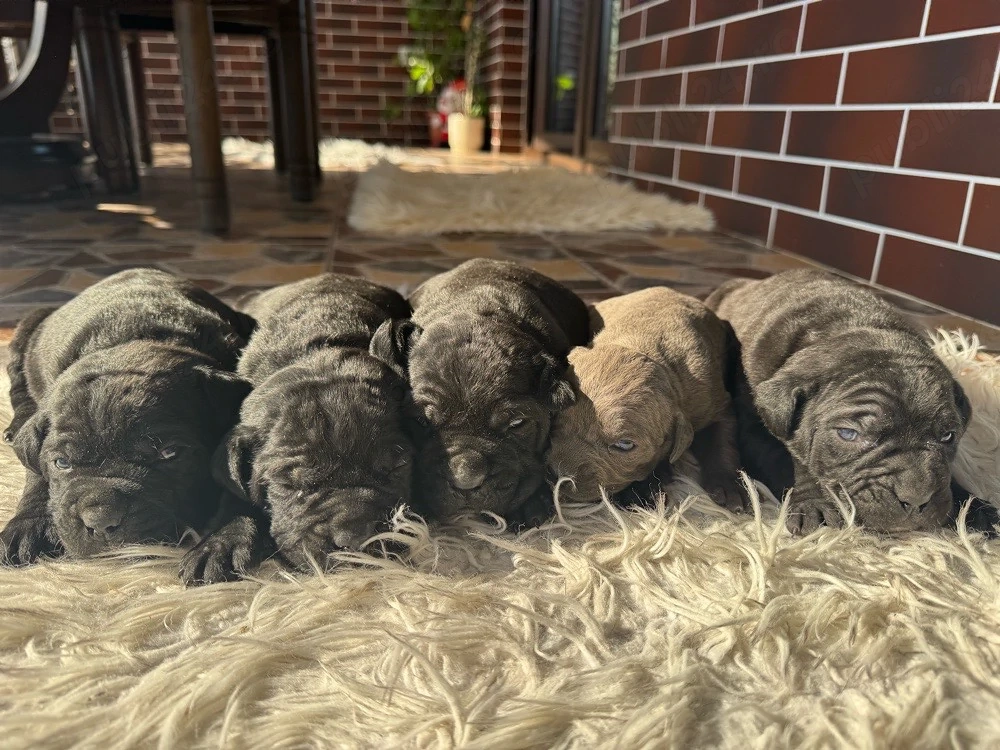 Puiuiti Cane Corso