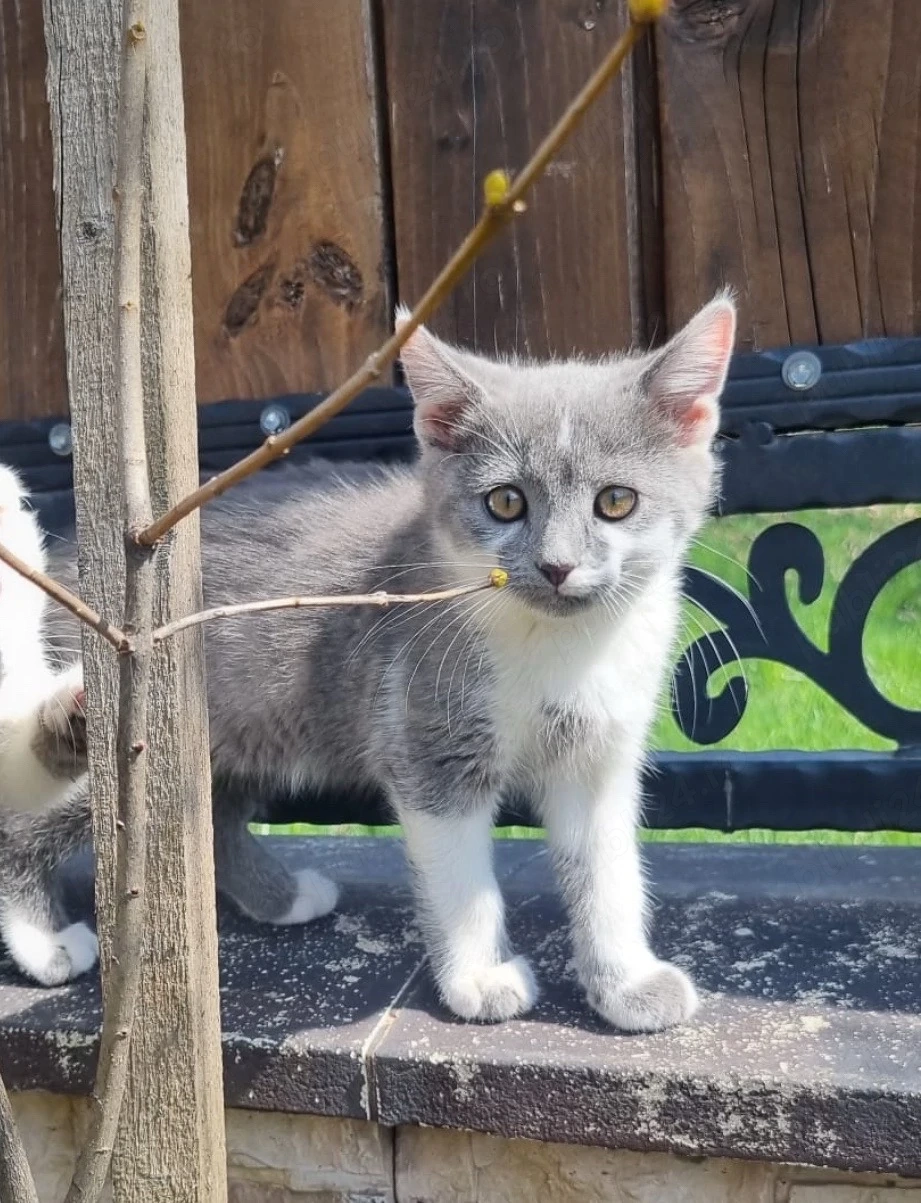    Puiut British Shorthair de vânzare   