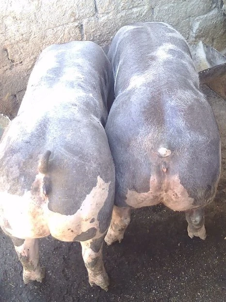 De vânzare porci pietrainetrain 