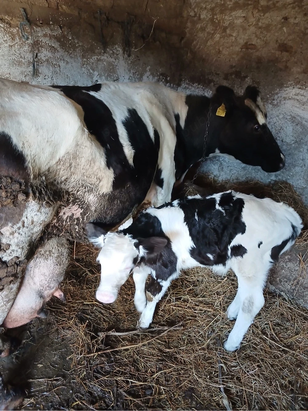 vand vaca la al 6 lea vitel