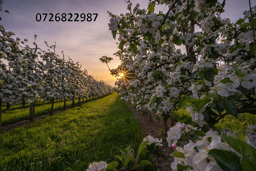 clarat flori urgent Spania plecare aprilie