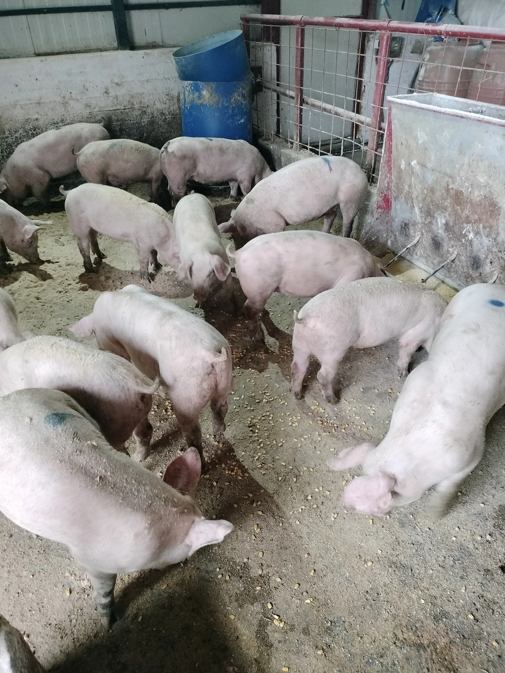 Purcei diferite greutati