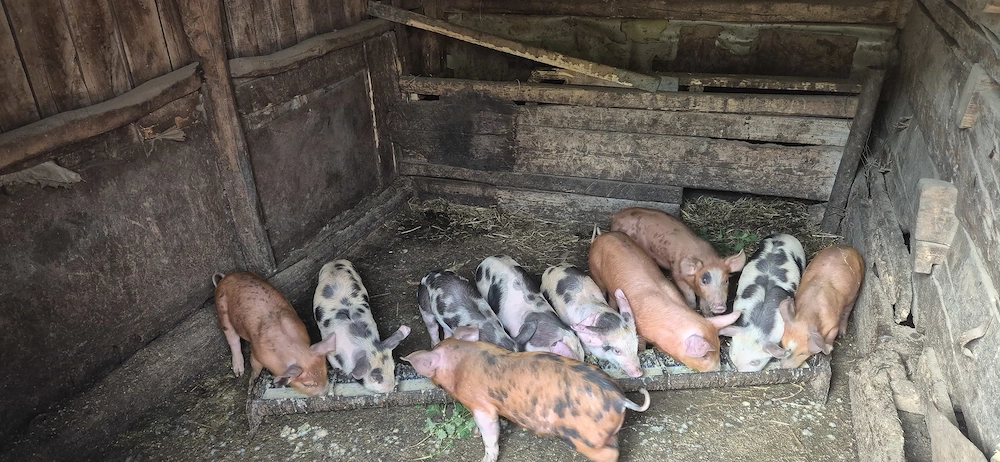 Vând purcei de 6 saptamni 