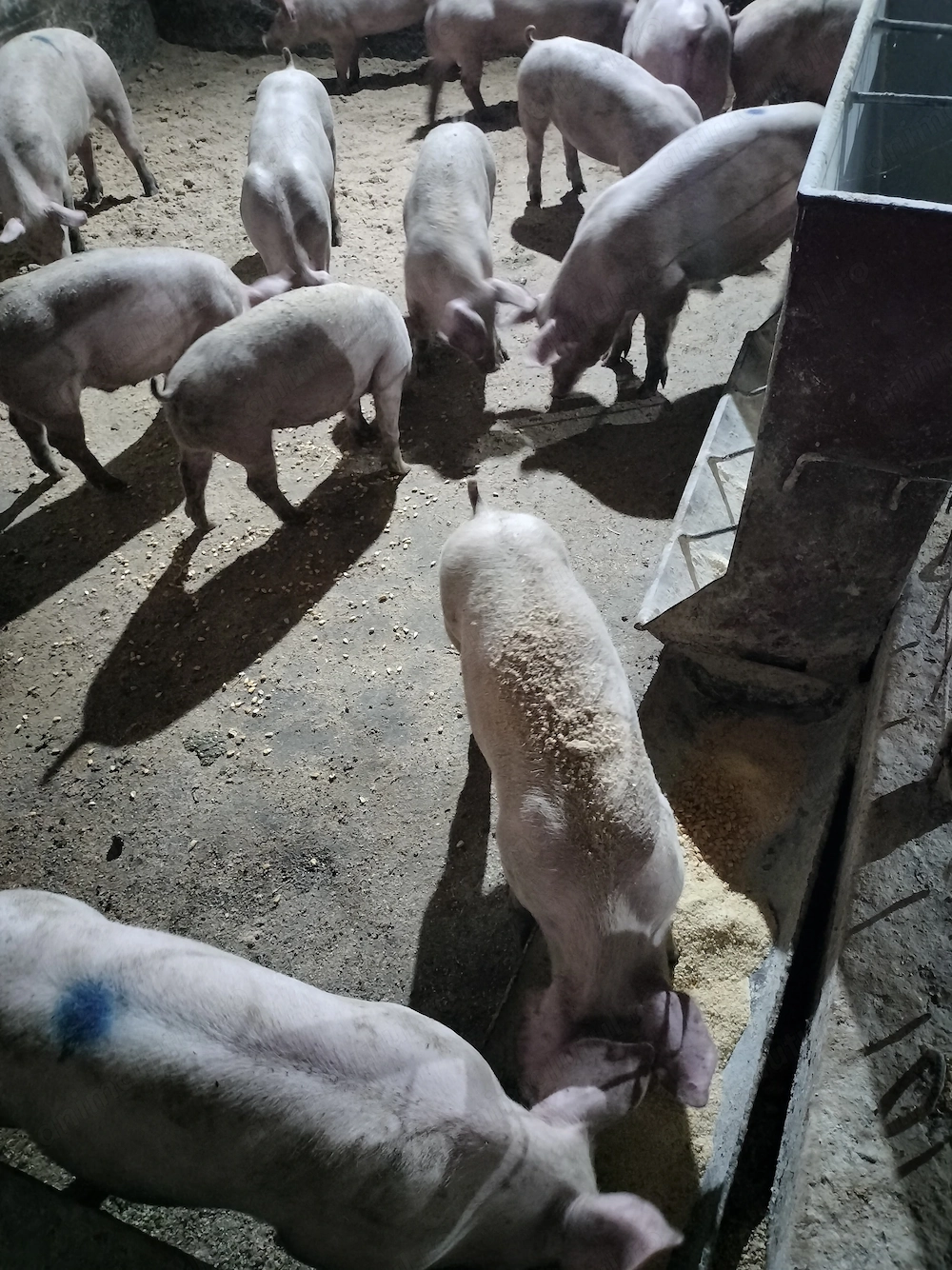 Purcei rasa de carne