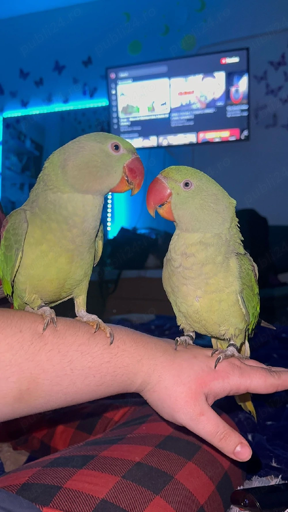 Vand pereche marele alex