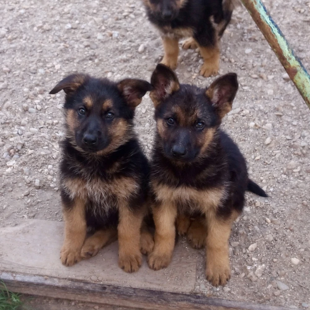 vand pui ciobanesc german caine lup 