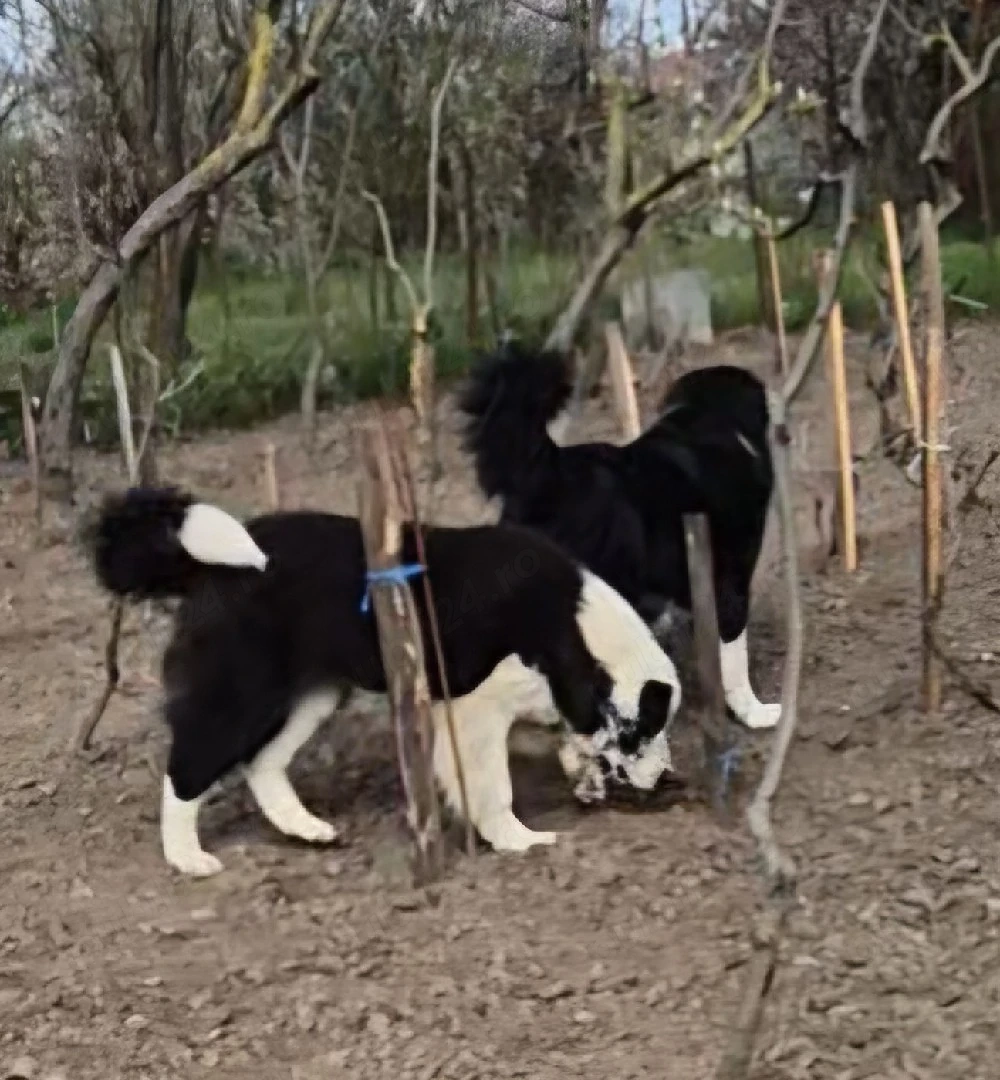 Ciobănesc de Bucovina