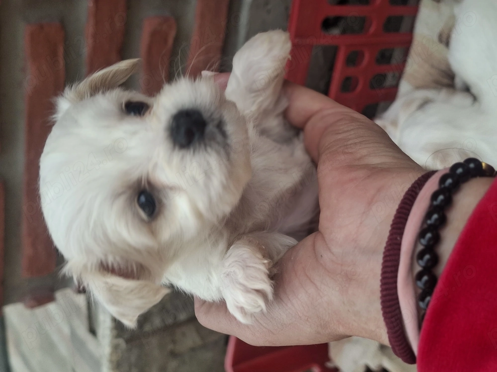 Bishoni de vanzare (rasa pura)