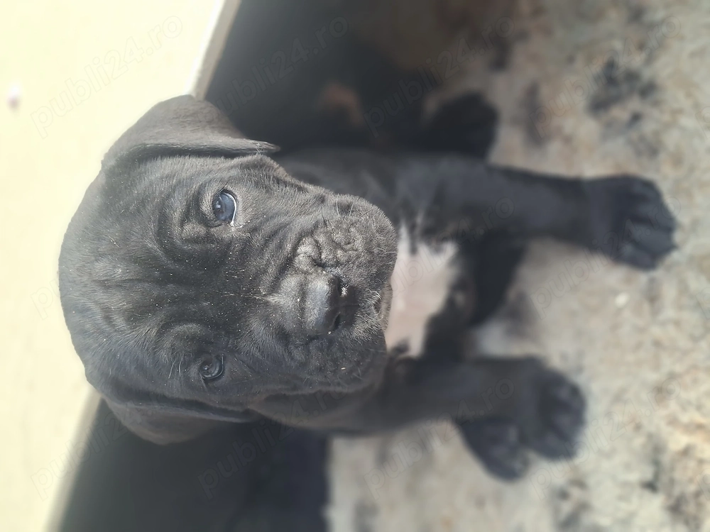  Cane corso catei