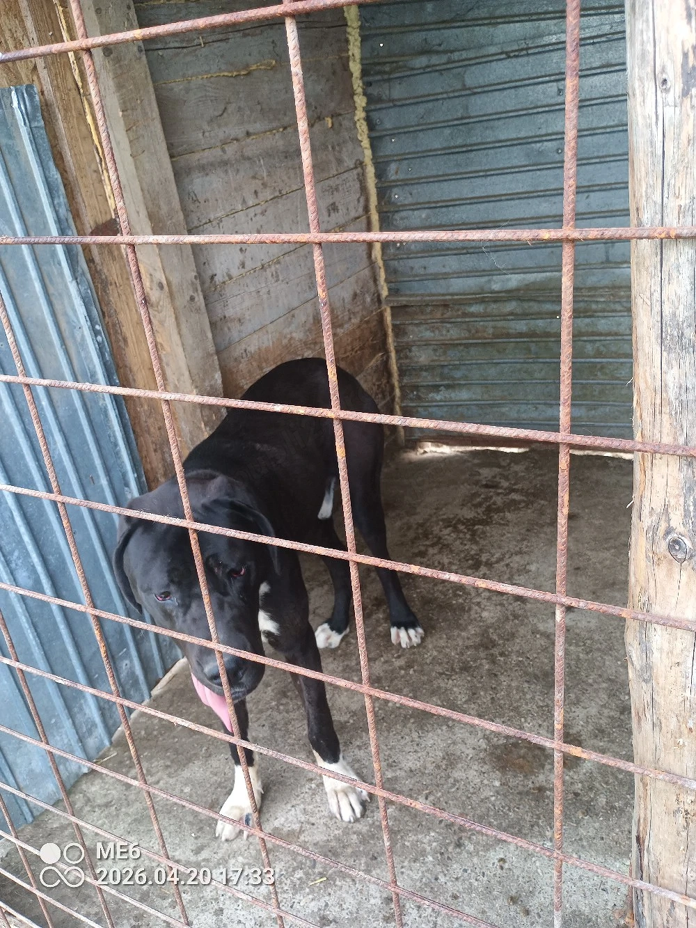 vand dog german marele danez 