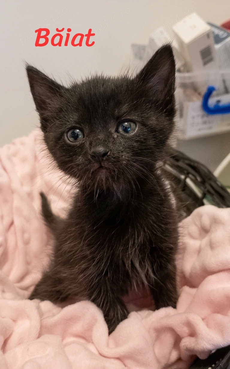 Puiuți pentru Adopție 