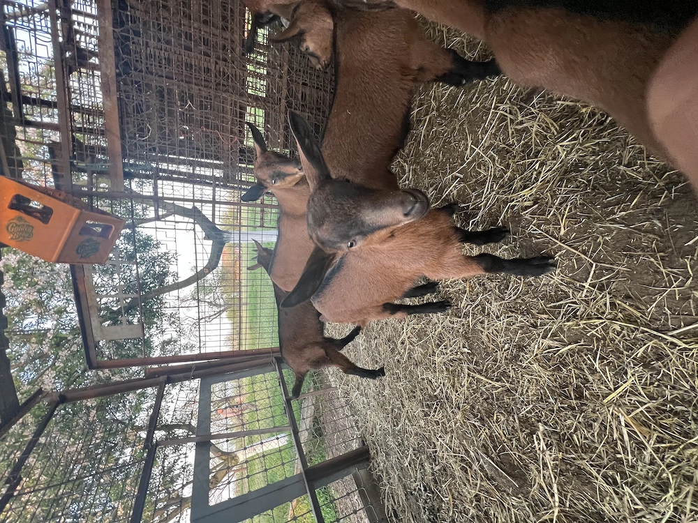 Țapi alpina franceză 