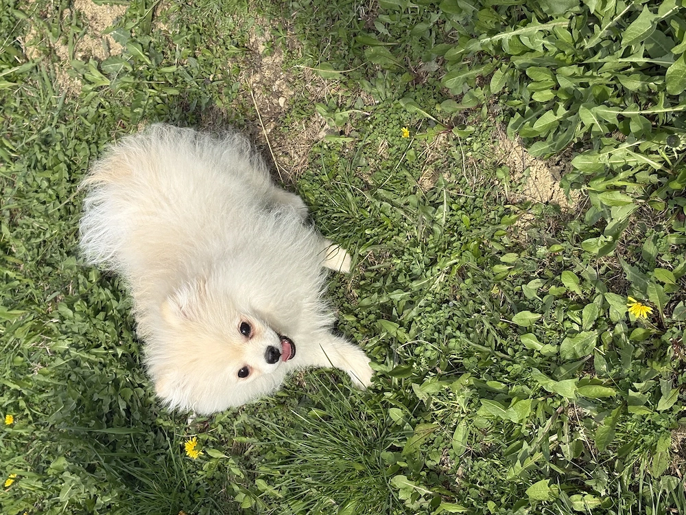 Pomeranian băiețel 5 luni