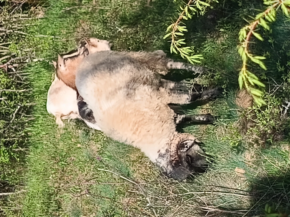 Berbec și oaie pereche, vârstă 1 an jumate 