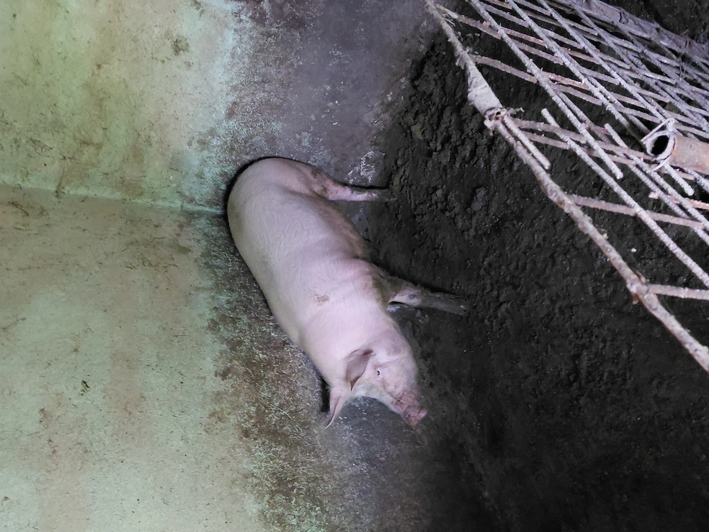 2 porci pentru sacrificat