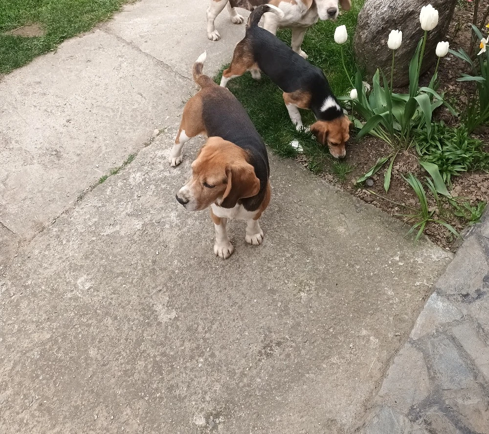 Beagle mascul si femelă 