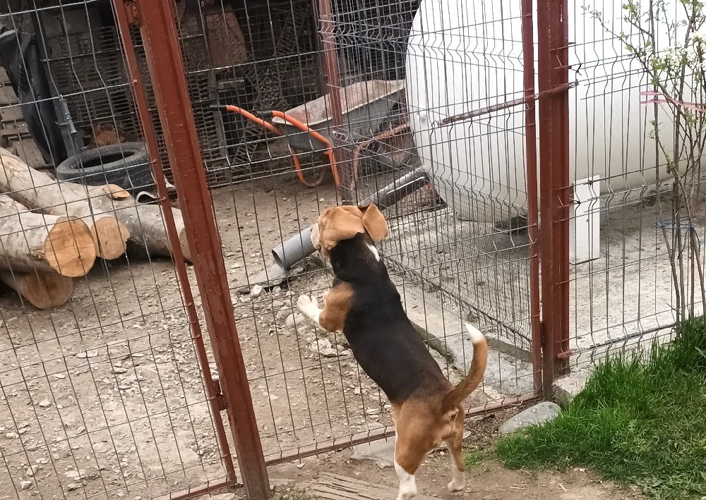 Mascul Beagle