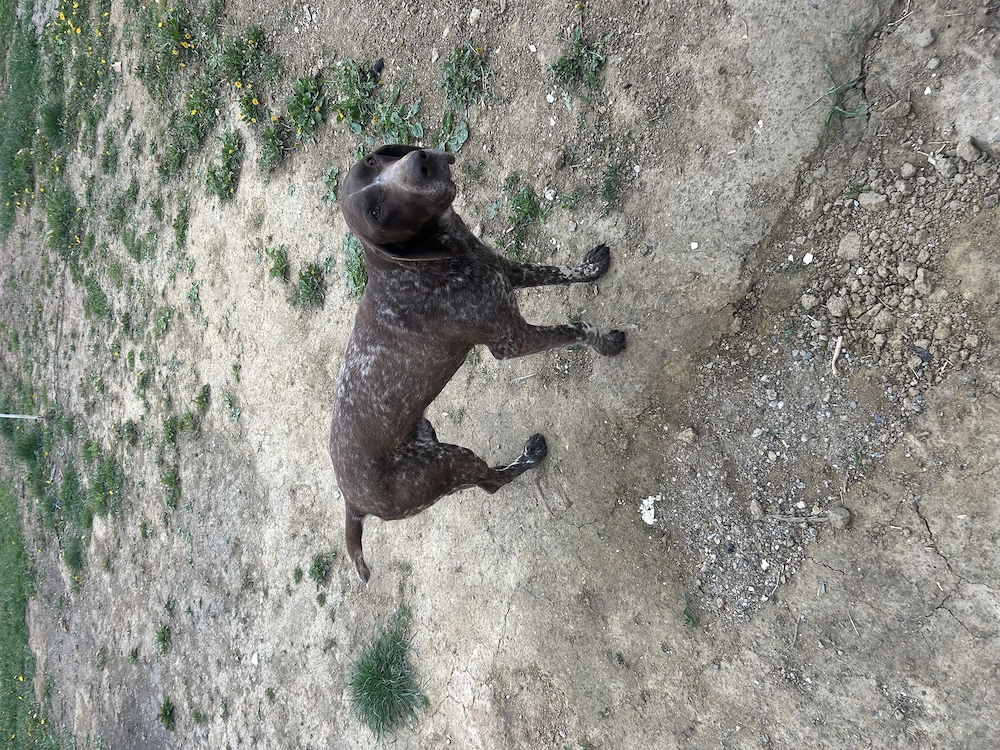 Brac german cu pedigree 