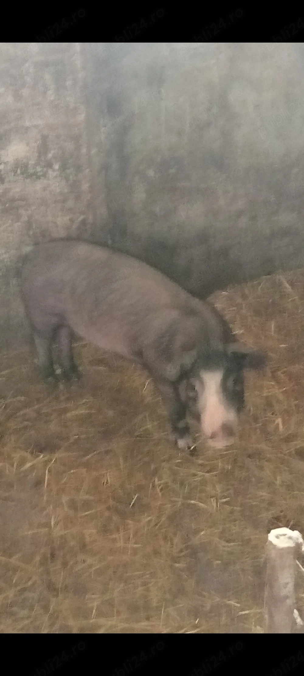 Scrofița Bazna ,3 luni,30-40 kg.