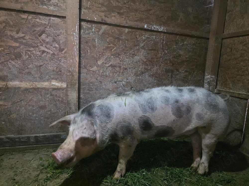 vand sau schimb 2 porci urgent 