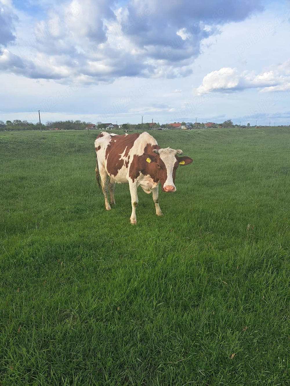 Vând vaca Red Holstein 