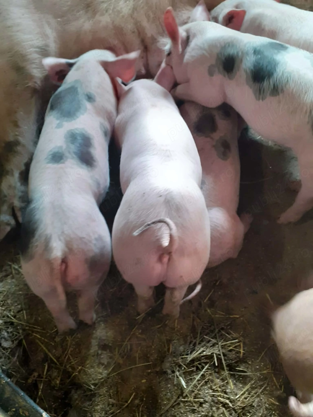 Purcei de 7 saptamani